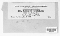 Cercospora physalidis image